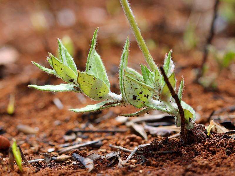 Image of rocktrumpet