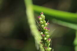 Image of large-spike bristlegrass