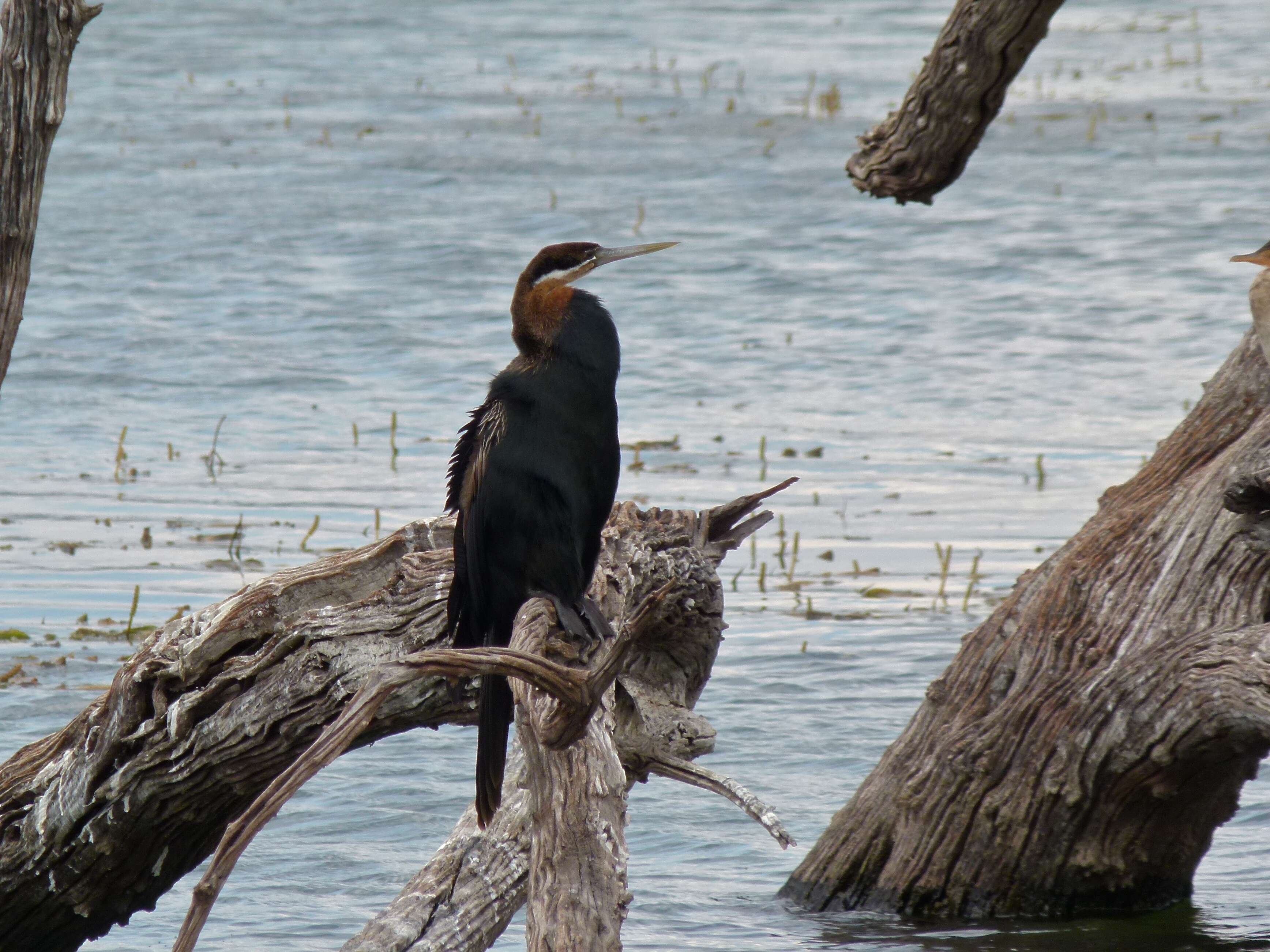 Plancia ëd Anhinga rufa (Daudin 1802)