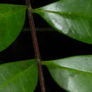Simaba polyphylla (Cavalcante) W. W. Thomas的圖片