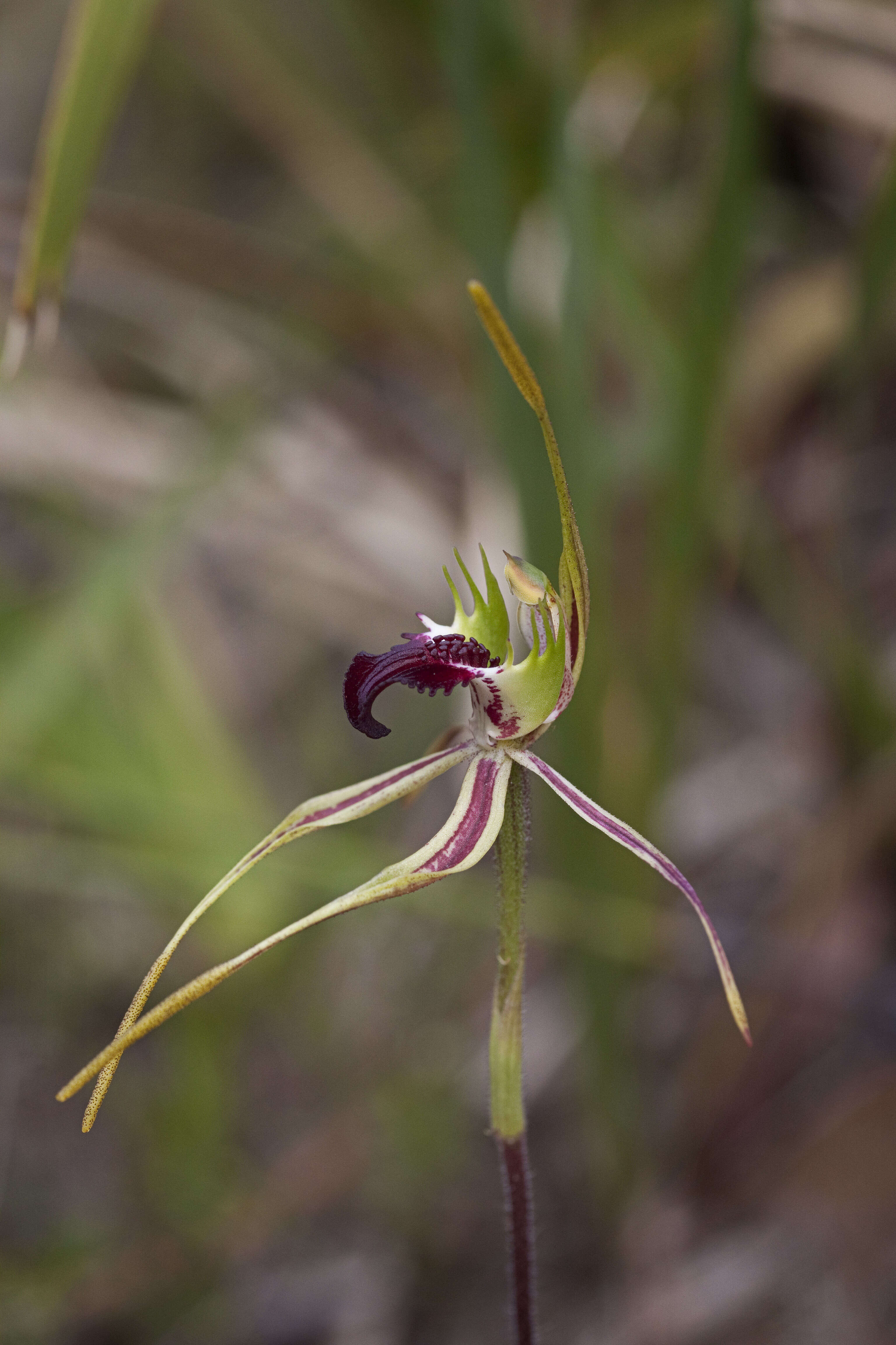 Image of Green comb spider orchid