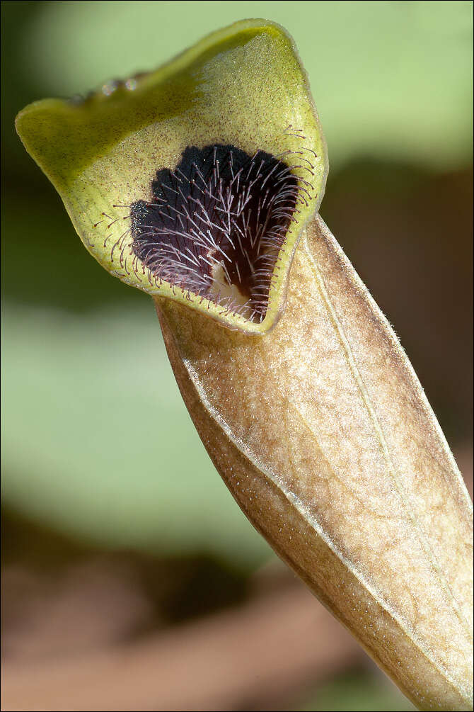 Image of Aristolochia croatica Horvatic