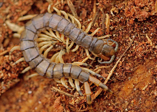 Image of Hemiscolopendra marginata (Say 1821)