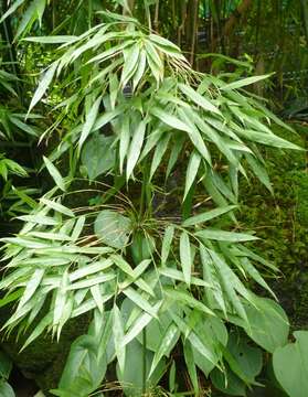 Image of chusquea bamboo