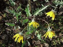 Image of hoary balsamroot