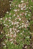 Image of Micranthes engleri (Dalla Torre) Galasso, Banfi & Soldano