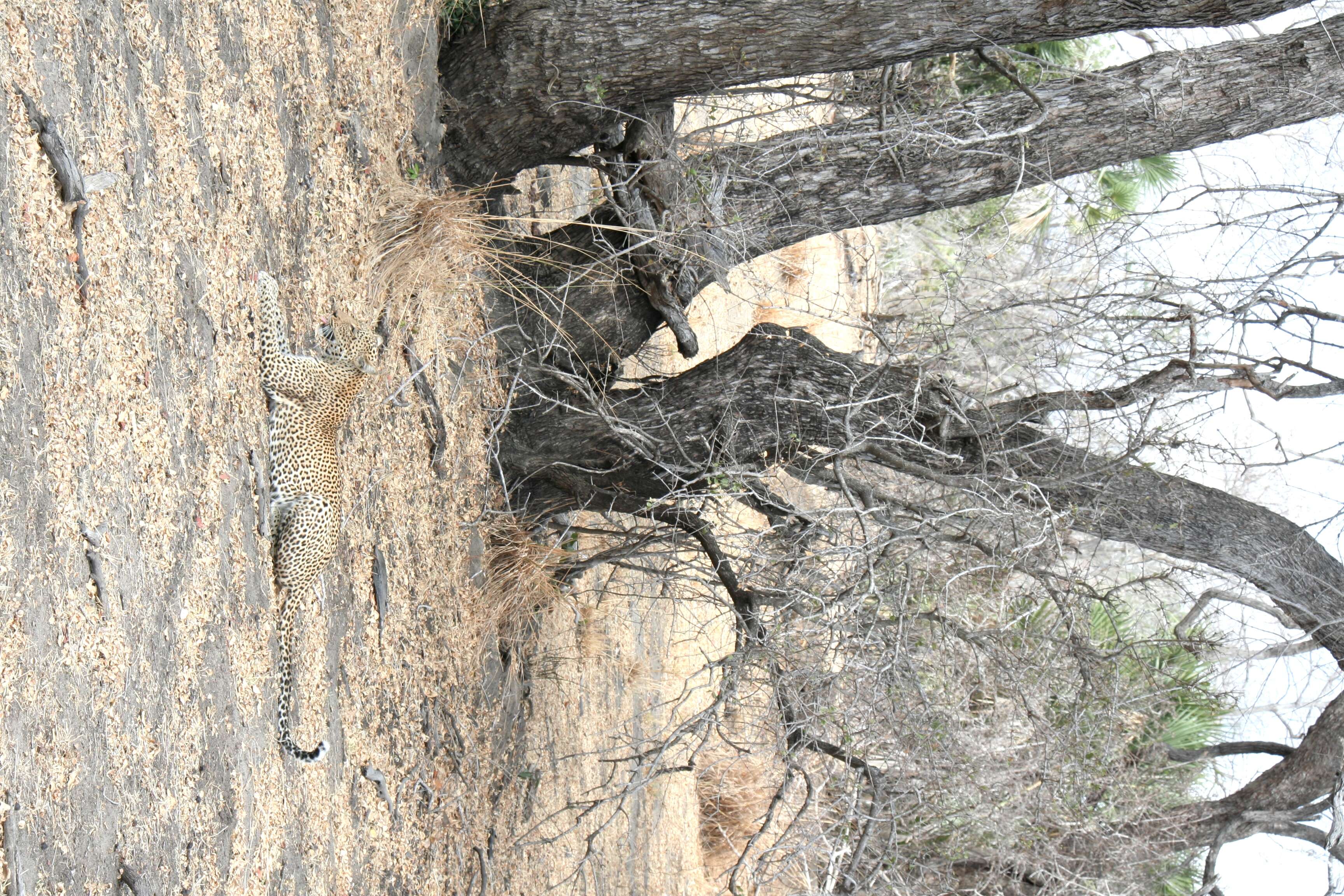 Image of Leopard