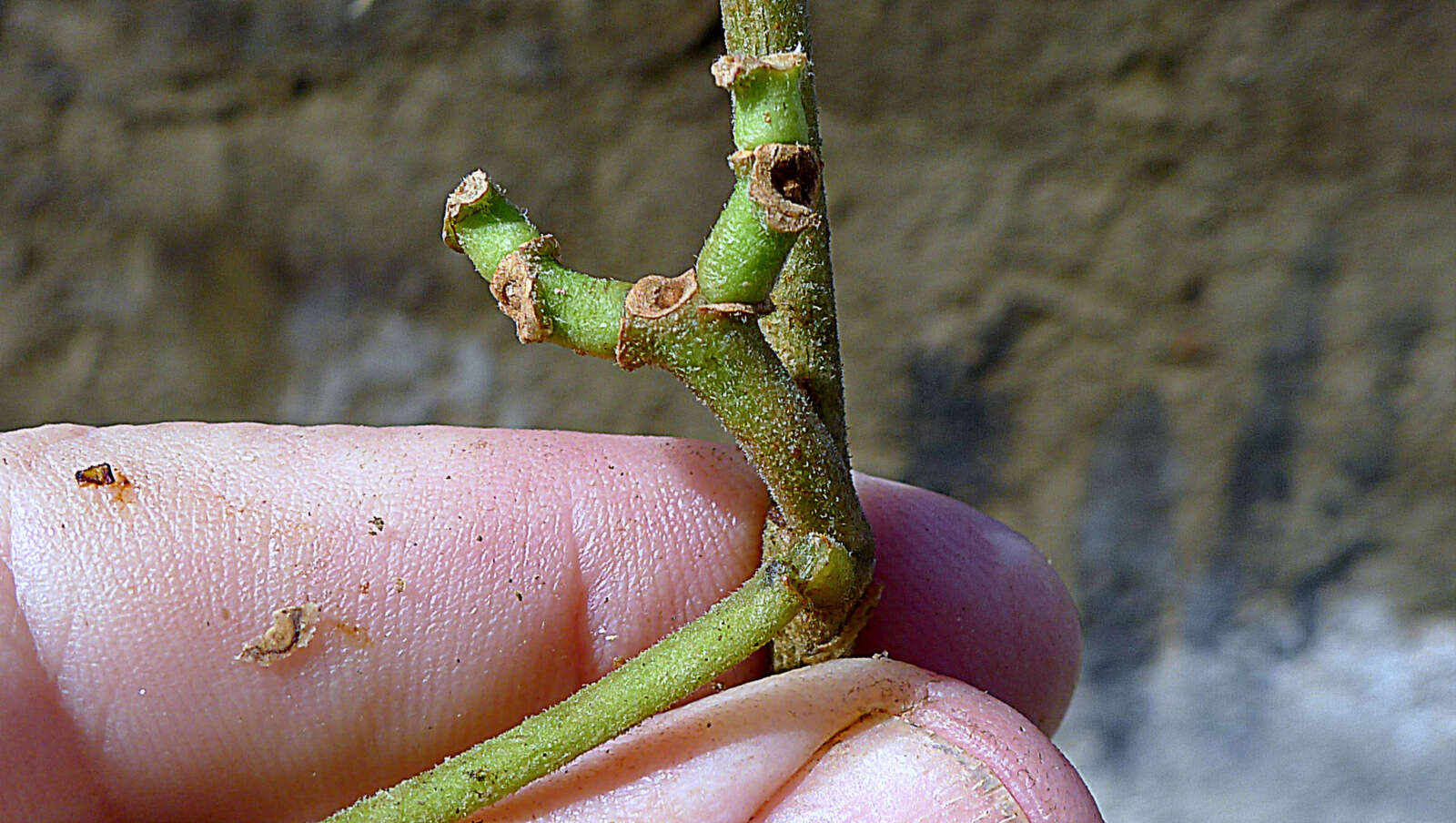 Image of Ipomoea philomega (Vell.) House