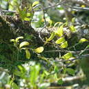 Imagem de Bulbophyllum clandestinum Lindl.