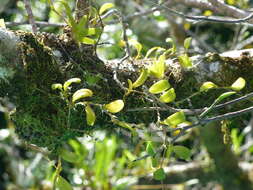 Image of manystem bulbophyllum