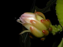Image of cacti