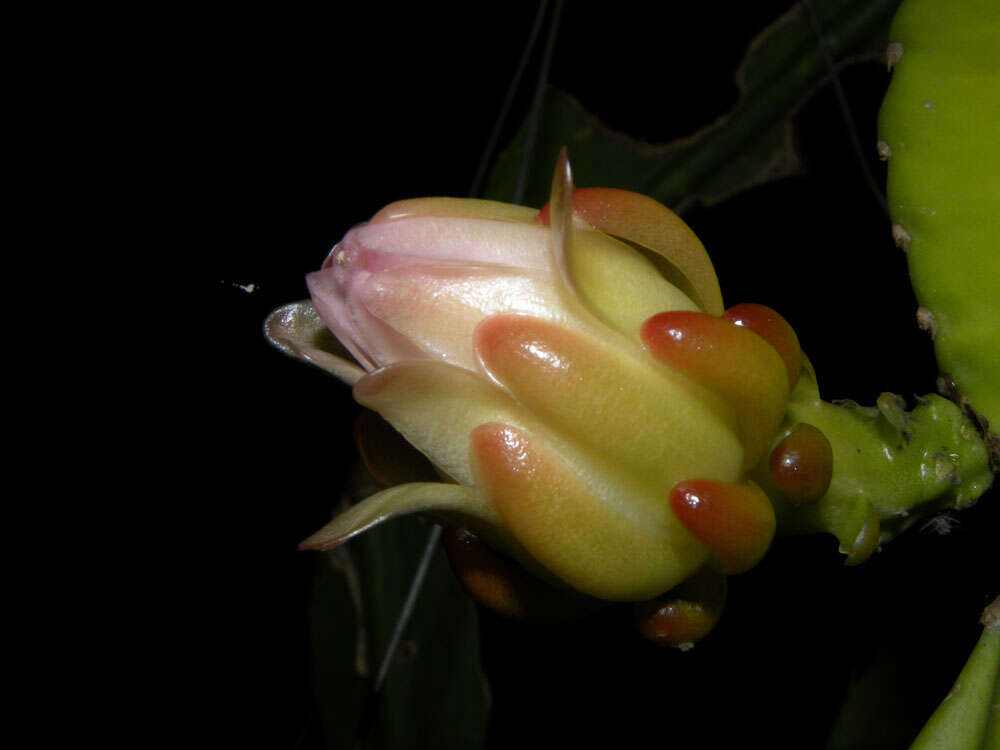 Image of cacti