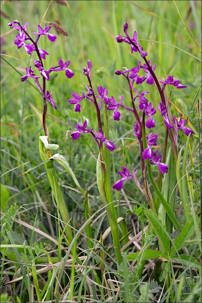 Image of Loose-flowered orchid