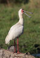 Image of Platalea Linnaeus 1758