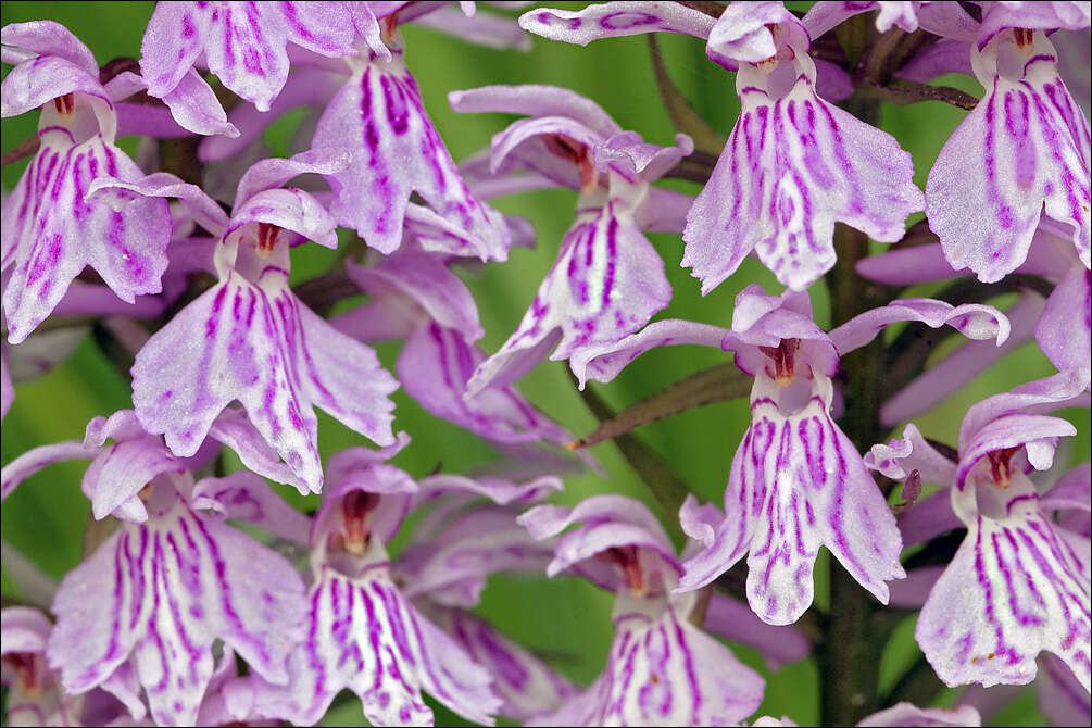 Image of Dactylorhiza fuchsii subsp. fuchsii