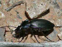 Image of Carabus (Megodontus) purpurascens Fabricius 1787