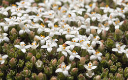 Image of Pimelea pygmaea F. Müll.