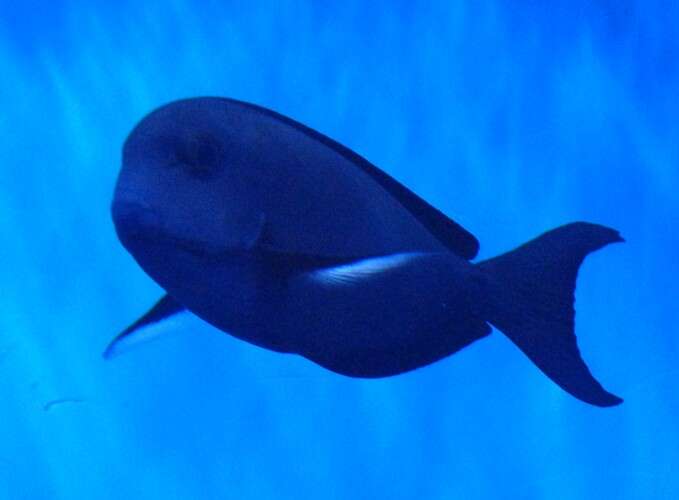 Image of Whitefin Surgeonfish