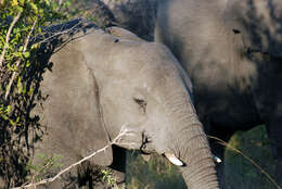 Image of African bush elephant