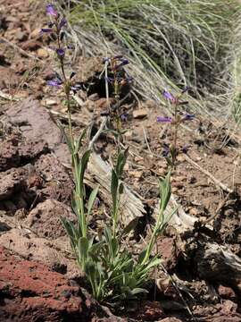 Image of low beardtongue