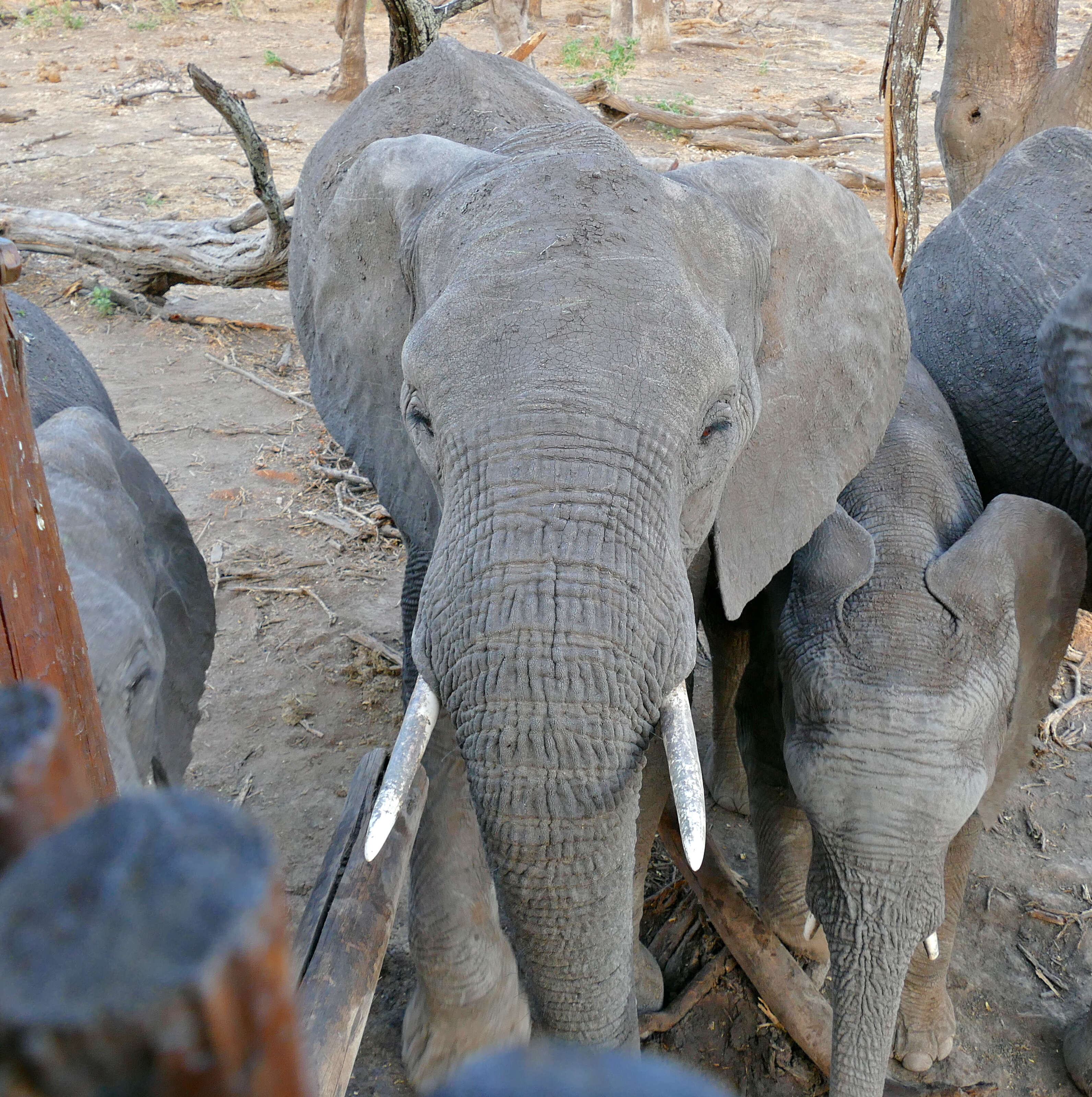 Image of African bush elephant