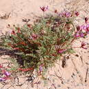 Image de Astragalus lentiginosus var. palans (M. E. Jones) M. E. Jones