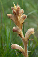 Image of Orobanche teucrii Holandre