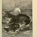 Image of Arctic Right Whale