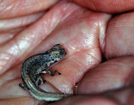 Image of Pygmy stump-tailed chameleon