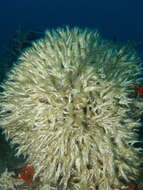 Image of calcareous tubeworms