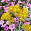 Image of dusty miller