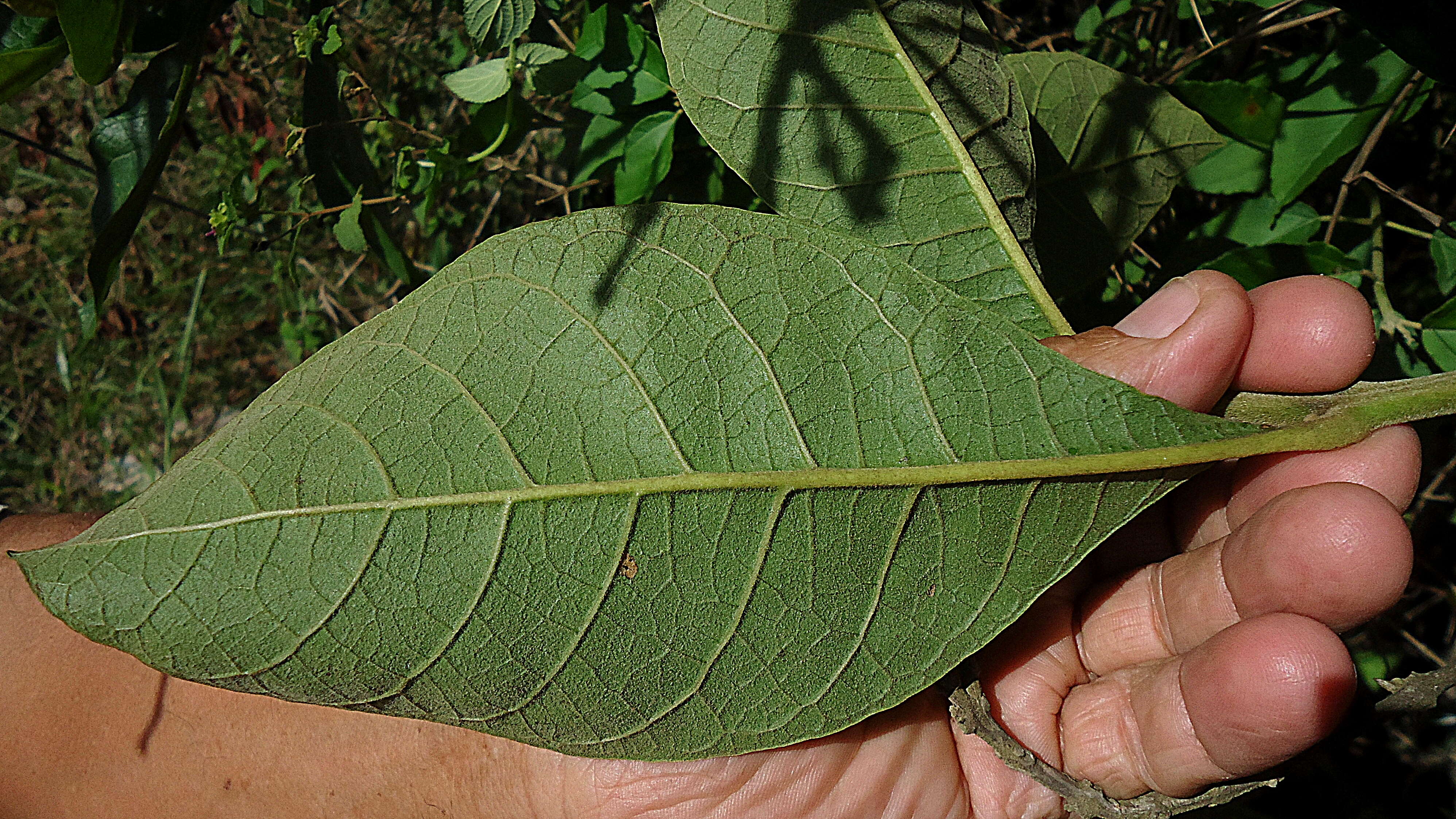 Image of Aegiphila macrantha Ducke