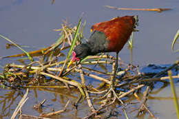 Imagem de Jacana jacana (Linnaeus 1766)