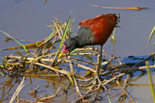 Image of Wattled Jacana