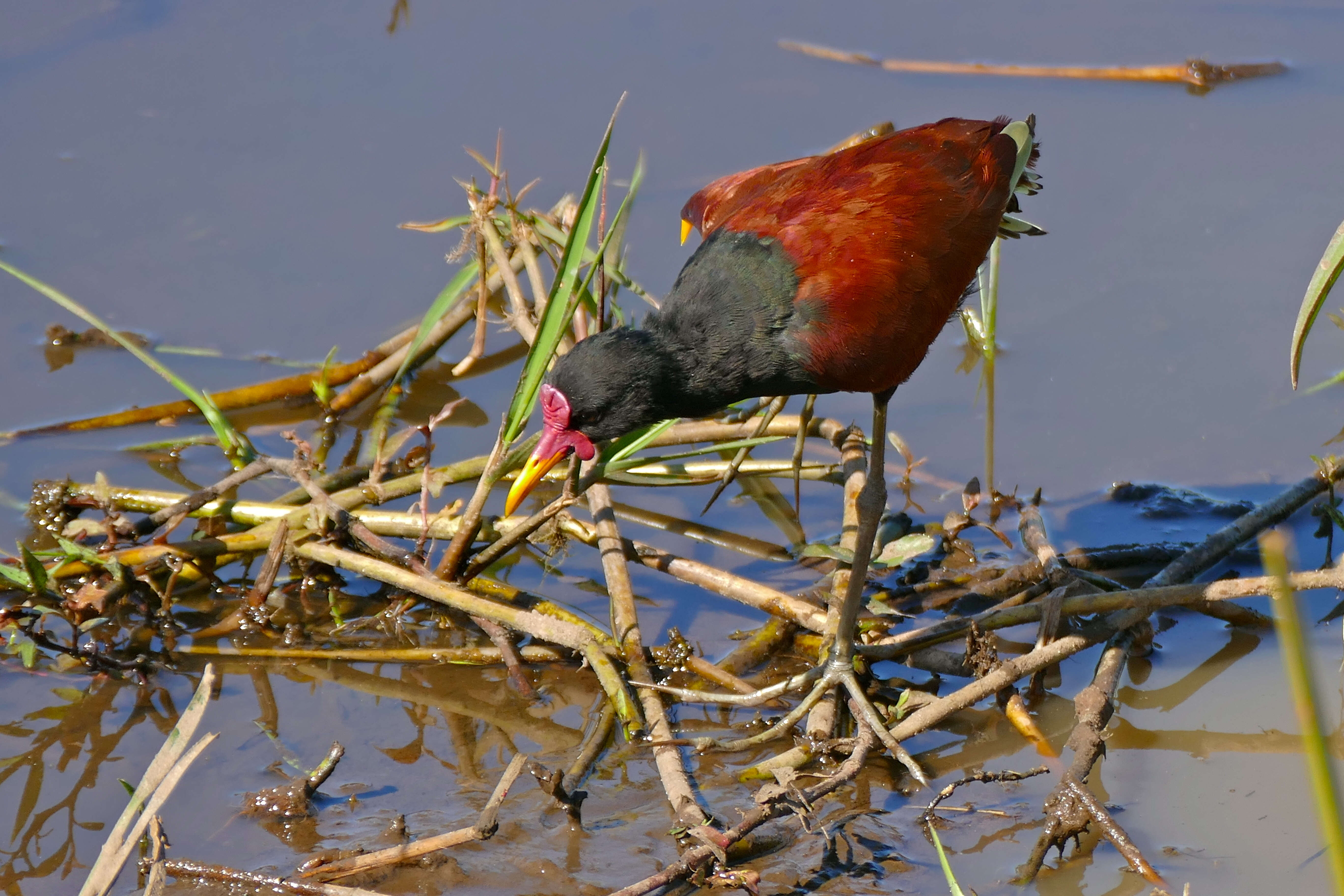 Imagem de Jacana jacana (Linnaeus 1766)