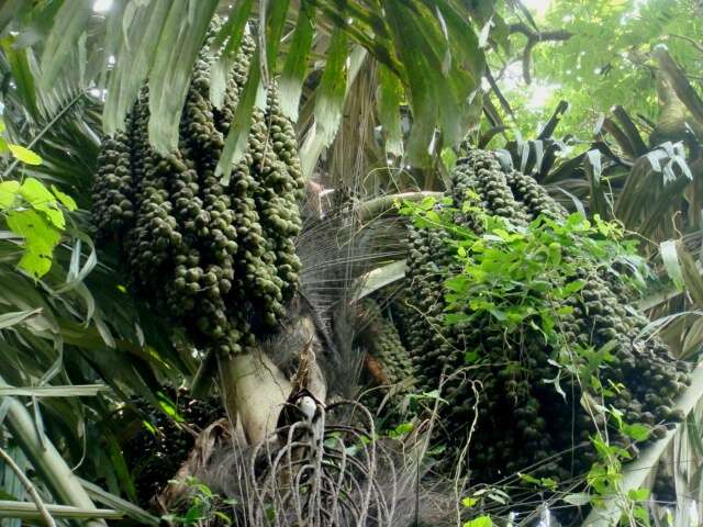 Image of arenga palm