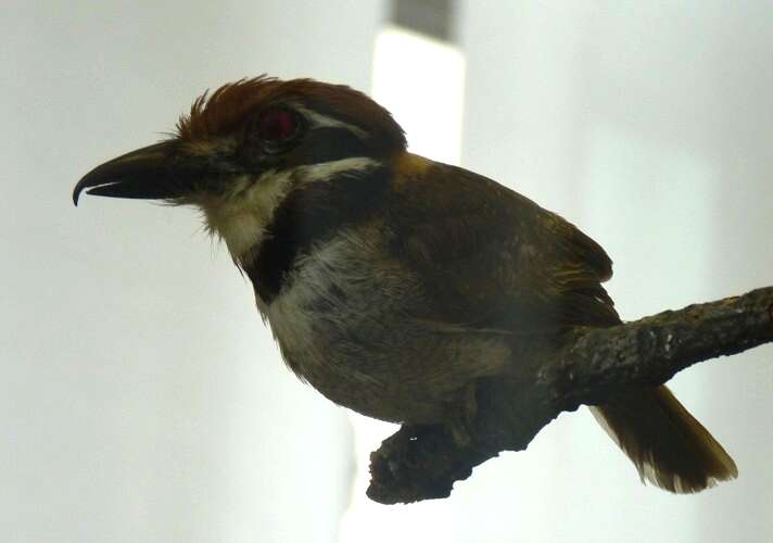 Image of Chestnut-capped Puffbird