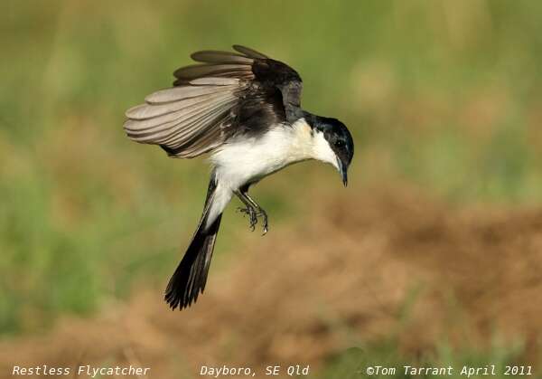 Image of Restless Flycatcher