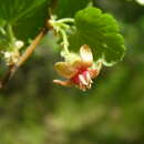 Image of orange gooseberry