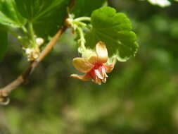 Image of orange gooseberry