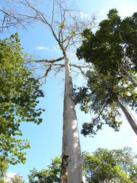 Image of kapoktree