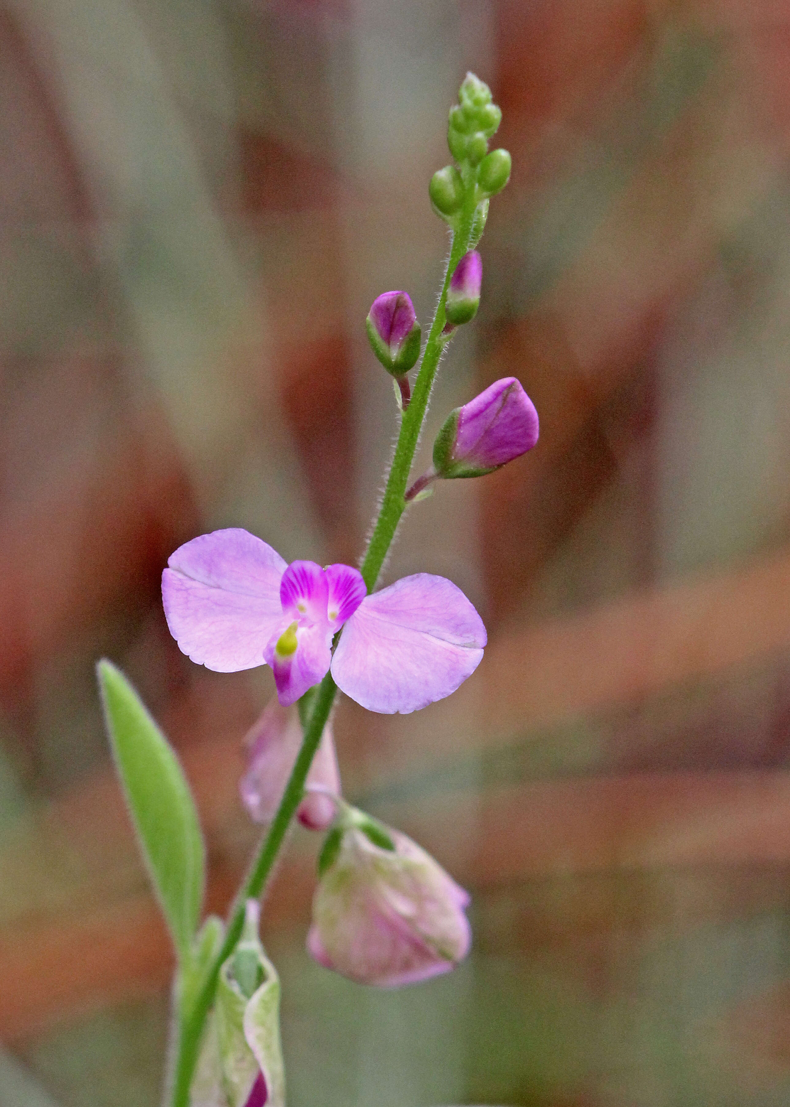 Image of Asemeia violacea (Aubl.) J. F. B. Pastore & J. R. Abbott