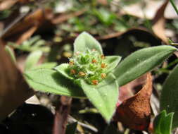 Image of Mexican clover