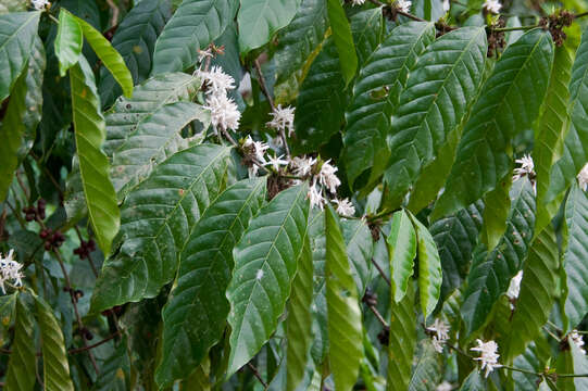 Coffea resmi