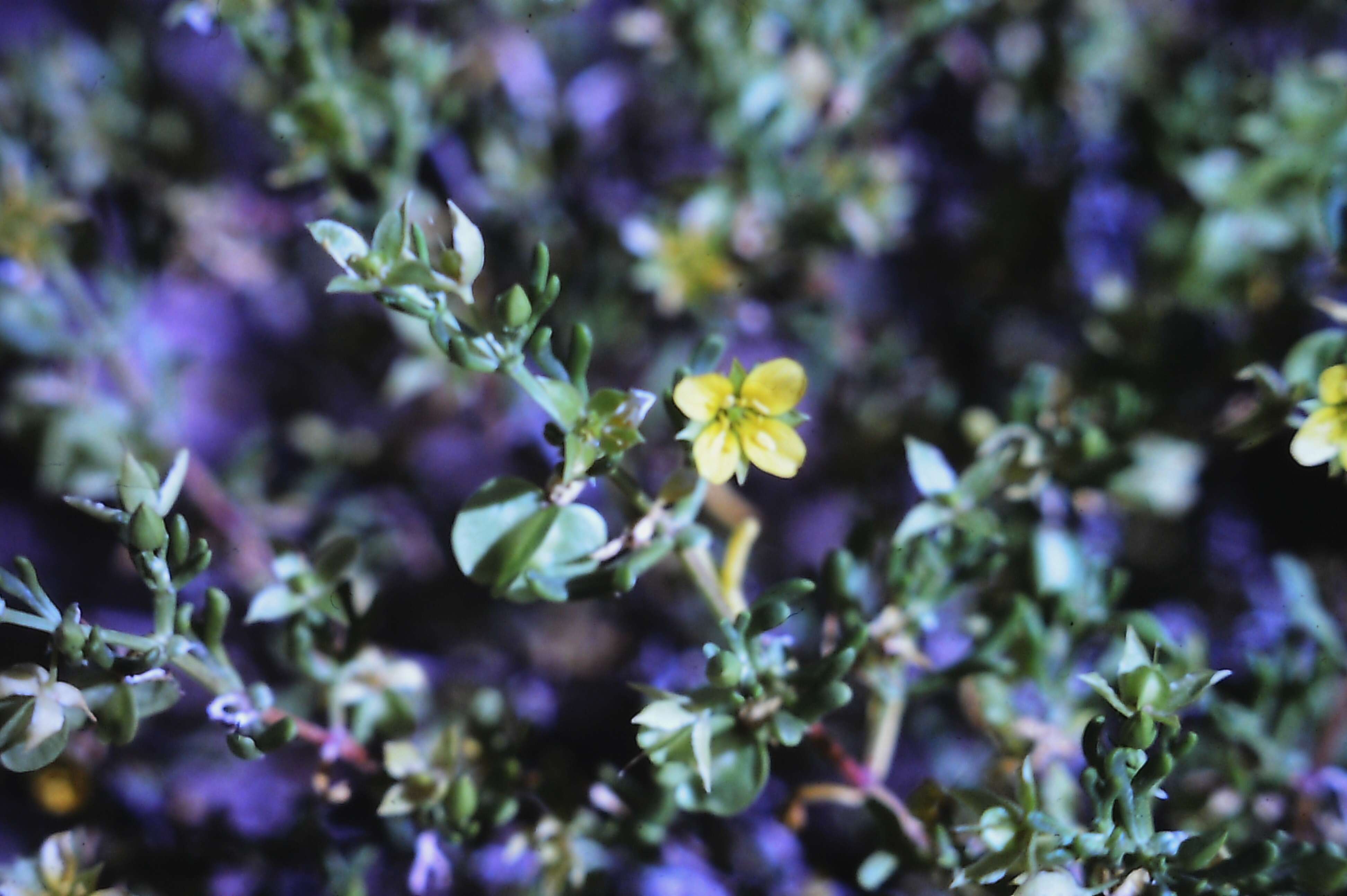 Image of Roepera aurantiaca Lindl.