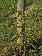 Image of pokeweed