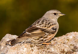 Image of accentors