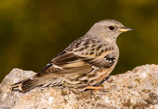 Image of Alpine Accentor