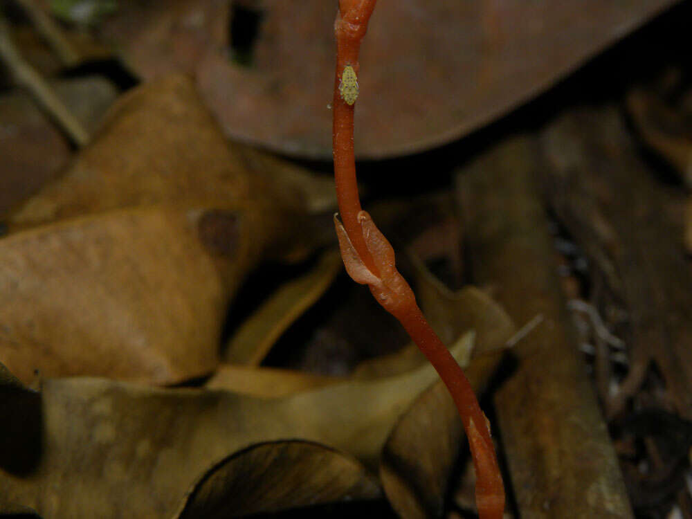 Image of ghostplant