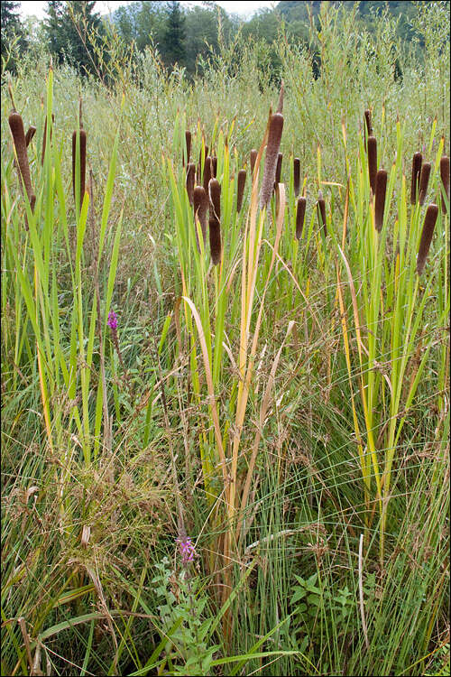 Image of Bulrush